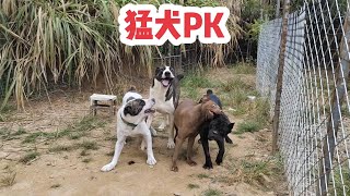 中亚犬率先发动进攻，比特犬且战且退，猛犬对抗精彩