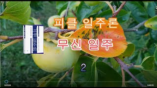 [피클일주론] 50 - 2 무신일주 2 - 피클의 행복한 명리