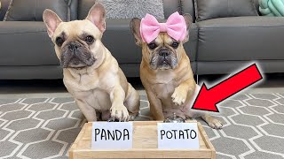 Letting My Dogs Choose Their Baby Sisters Name ** SHOCKING
