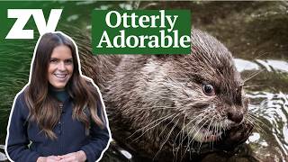 Otterly Adorable - Our favourite Otter moments