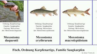 Fisch, Ordnung Karpfenartige, Familie Saugkarpfen moxostoma catostomus fish nigricans insignis