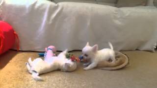 Chelsea Chihuahua - Double Trouble