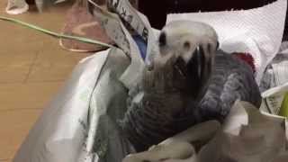 可愛い鳴き声と撫で撫で  ヨウムの雛  African Grey Parrot Baby