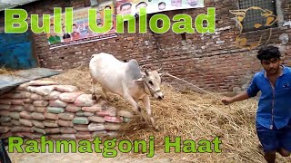 Bull Unloading at rahmatgonj gorur haat 2021