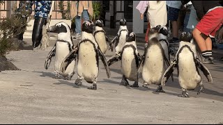 【ふれあいラグーン】自由すぎるペンギンパレード 横浜・八景島シーパラダイス ※2024.04 / Yokohama Hakkeijima Sea Paradise Penguin Show