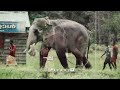 vattamankavu manikandan kgf monster keralaelephant vattamankavumanikandan kgf p_i_c_b_o_y