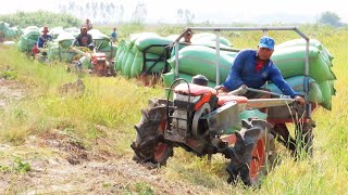 Team Small Tractor Transport Rice With Hard road