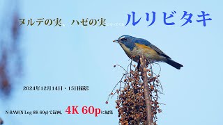 野鳥の4K動画 「ヌルデの実、ハゼの実にやってくるルリビタキ 2024,12,14 15」 ニコンZ8 Z800mm N-RAW(N-Log 8K 60P)で録画、4Kに編集