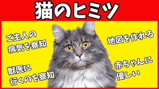 猫のヒミツ！ネコはあなたのことをこんなにも知ってるのです！驚きの12の事実