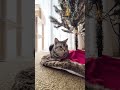 クリスマスツリー🎄 アメショーのラッテ アメリカンショートヘア アメショー 猫 cat 猫との暮らし