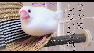 朝から仲良し。飼い主はおジャマ虫。　【うねうね文鳥だ！ ３４】