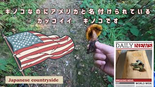 低山登山道のキノコ　アメリカウラベニイロガワリ🇺🇸