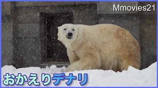 世界の熊館に帰ってきたデナリ　早速リラの忘れ物を見つける Polar Bear