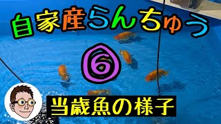 自家産らんちゅう　飼育記録No.6