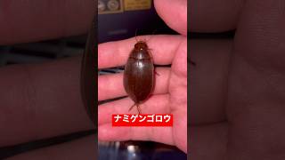 ナミゲンゴロウ発見！ #ショート #ショート動画 #虫 #昆虫#shorts#ゲンゴロウ#ナミゲンゴロウ#可愛い#クワガタ#カブトムシ