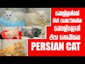 කෙල්ලන්ගේ හිත් පැහැරගන්න කොල්ලොත් එපා නොකියන Persian cat