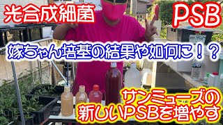 【ＰＳＢ】嫁ちゃんチャレンジ！前回の実験結果と新しい光合成細菌の培養。Ｂ型おやじ　嫁ちゃん