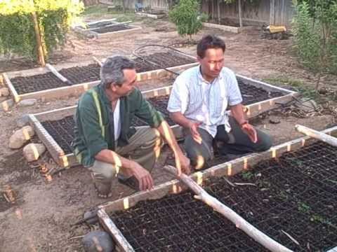 How to keep Cats out of your Raised Bed and Growing Food in the Desert How to keep Cats out of your Raised Bed and Growing Food in the Desert