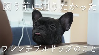 【フレブルって意外と大変なんよ】飼う前に知っておきたかったフレンチブルドッグのこと