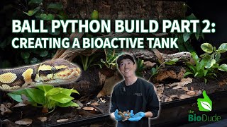 How to Build a Bioactive Ball Python Terrarium: UPDATED 2025