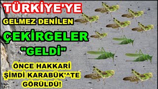 Ve Çekirgeler Türkiye'ye Geldi!  Önce Hakkari Bugün Karabük'te görüldü! #çekirgeler #türkiye