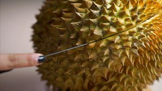 Cách bổ sầu riêng đơn giản nhất trái đất | Thế Giới Nông Sản | How to open a durian Fast Simple Easy