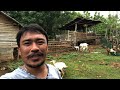 alamin ang kalagayan ng aking mga kambing backyard goat farming buhay probinsya ron revilla