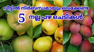 വീട്ടിൽ നടേണ്ട നല്ലയിനം പഴചെടികൾ |fruits plants for home gardening |pot planting fruits plants #how