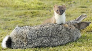 It Is IMPOSSIBLE To Escape From It! A Stoat - The Little Exterminator Of A Big Animal!