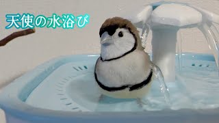 ひたすらかわいい！あめたんの水浴び