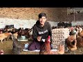 270 000 earn from 700 desi chicken in pakistan desi poultry farming start poultry business plan