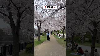 A walk here with you ❤️🌸 #travel #japantravelvlog #japantravel #sakura #japan