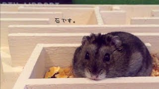 ハムスター ココちゃん「あたちは、石です。」