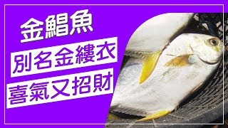 金縷衣又叫金鯧魚，名字超喜氣，身上有金黃花紋，富貴滿滿會招財，吃魚年年有餘，家庭、事業萬事都昌隆，你吃鯧魚了嗎！？【水產養殖真有趣】