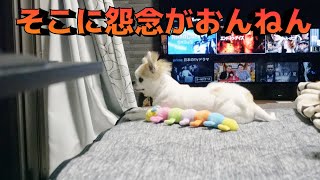 誰も居ない場所に向かって吠えるチワワ！！