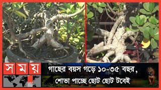 EXCLUSIVE: ছাদের উপরই দেশি-বিদেশি বিভিন্ন প্রজাতির গাছ | Cumilla News | Bonsai | Garden | Somoy TV