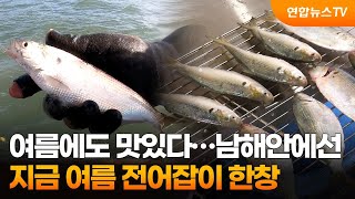 여름에도 맛있다…남해안에선 지금 여름 전어잡이 한창 / 연합뉴스TV (YonhapnewsTV)