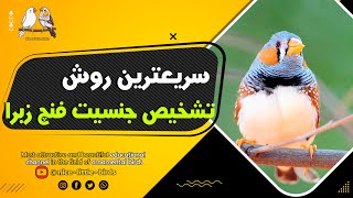 آسانترین راه تشخیص جنسیت فنچ زبرا|پرورش فنچ زبرا در خانه