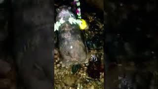 Tilkeshwar Mahadev Temple #trending #viral #youtube #youtubeshorts #shorts #mahadev #shiv #bhole