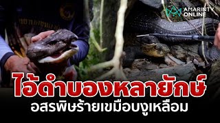 ไอ้ดำบองหลายักษ์ 5 เมตร อสรพิษร้ายเขมือบงูเหลือมทั้งตัว | อมรินทร์อัปเดต