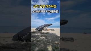 삼척 원평 해수욕장 - 소나무 숲과 바다가 어우러진 힐링 공간