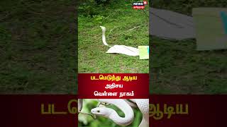 #WhiteSnake #rarevideo | அதிசய வெள்ளை நாகம் படமெடுத்து ஆடும் அரிய வீடியோ | White Snake