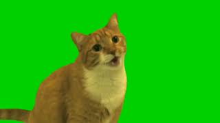 CAT Green Screen Animation .