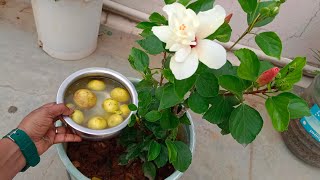 pest control for hibiscus plant natural and organic methods మందార పువ్వులకి పట్టిన పెస్ట్  నీ ఇలా|||