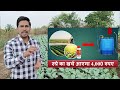 2024 में 90 दिनों में किसान को अमीर बनाने वाली ब्रोकली की खेती की जानकारी broccoli ki kheti