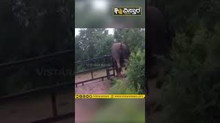 ತಡೆಗೋಡೆ ದಾಟಿದ ಆನೆ.. ಎಲ್ರು ಶಾಕ್! || Elephant Viral Video || Chamarajanagar || Vistara News Kannada