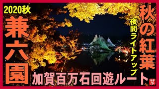 [Kenrokuen Illuminated Autumn 2020] Yukitsuri like bonsai in autumn leaves and Japanese garden 