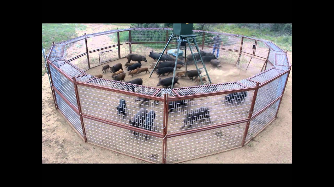 30 Hog Trap T A C Trap 2013 Youtube