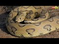 the most venomous snakes in the india ಅತ್ಯಂತ ವಿಷಕಾರಿ ಹಾವುಗಳು facts in kannada vismaya facts