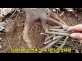 층층나무 등대수 ―풍부한 유황성분이 정력을 드높여 발기부전 및 조루 증세를 치료하며 왕성한 신체능력을 갖도록 해주는 약초